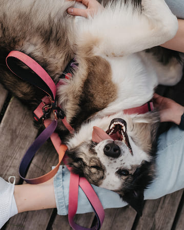 Фотосессия с питомцем