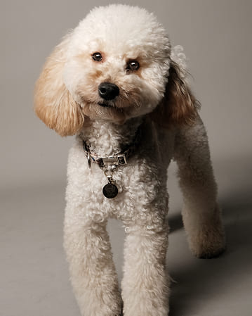 Фотосессия с питомцем